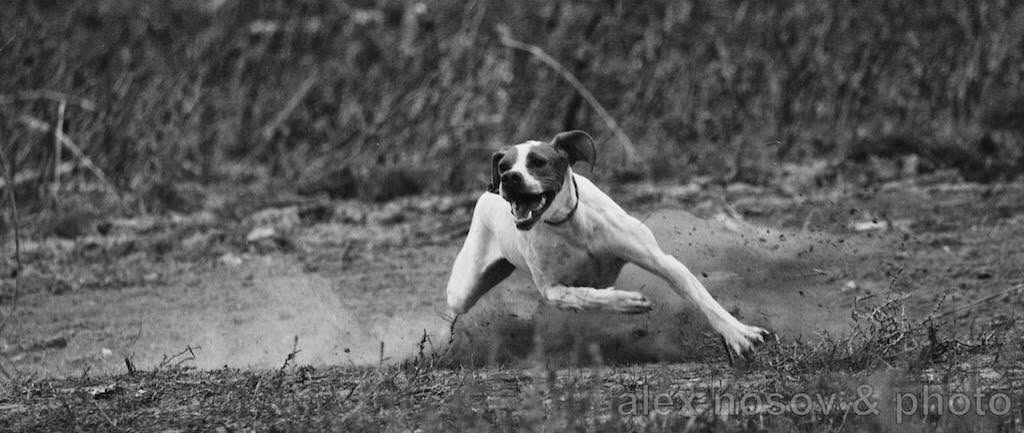 Cleo della Cervara in azione